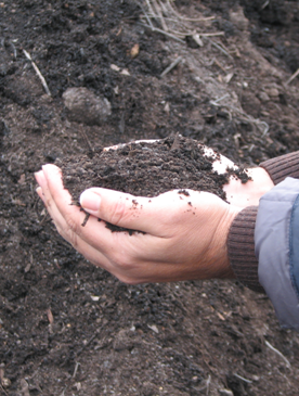 compost